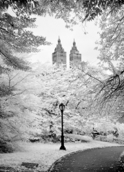 A-Walk-through-Central-Park