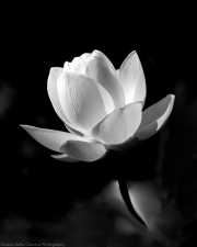 A_Lotus