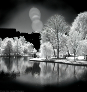 Boston-Public-Garden-1