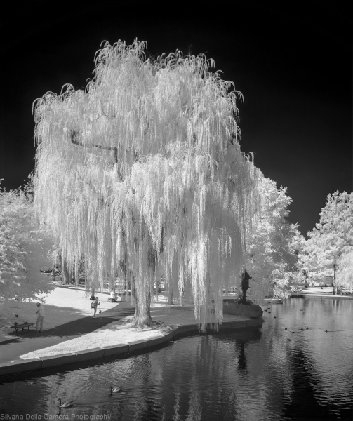 Boston-Public-Garden
