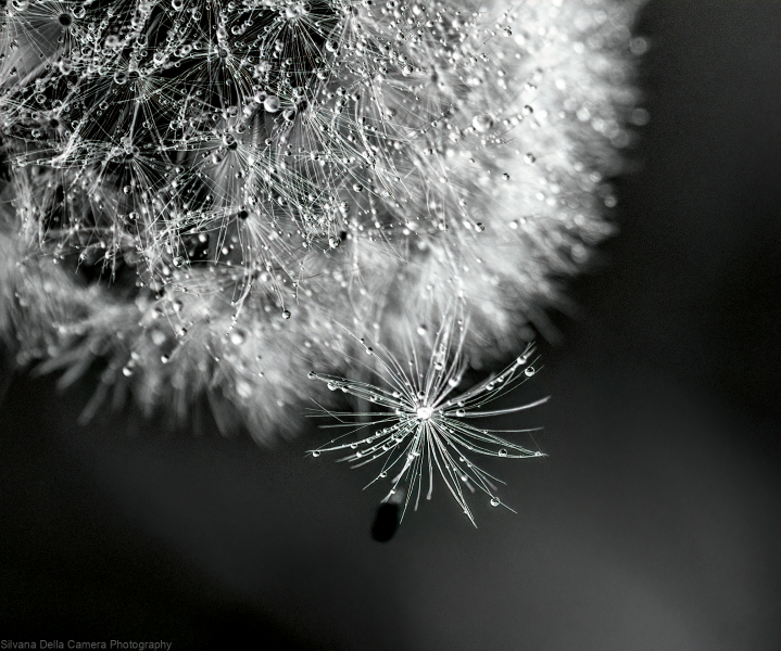 Dandelion