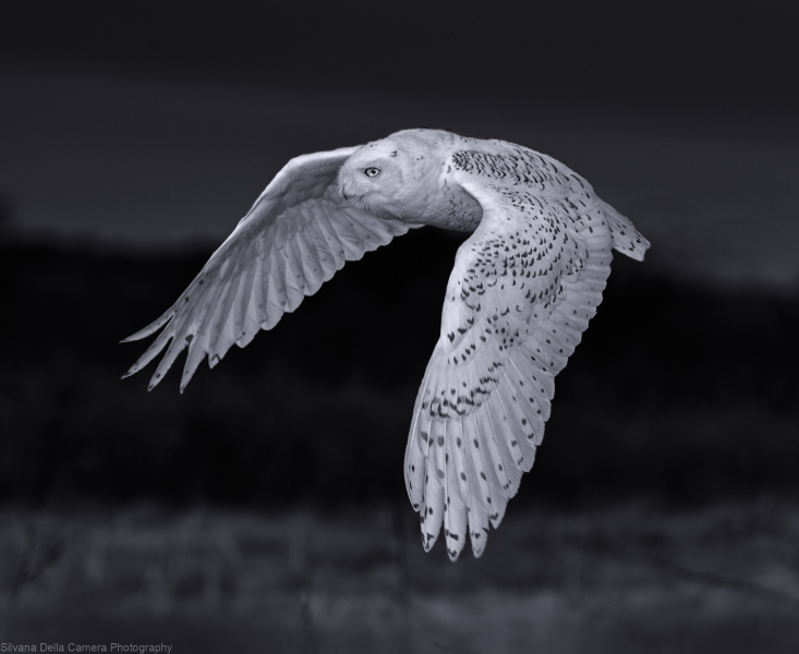 Magnificent-in-Flight
