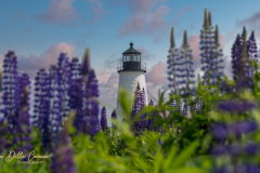 Lupines at Pemaquid Light Lupines at Pemaquid Light