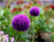Allium