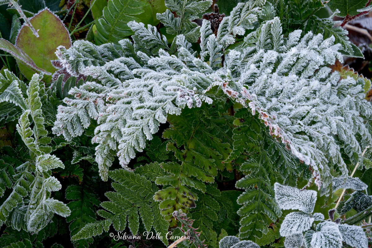 Hoar-Frost Hoar-Frost