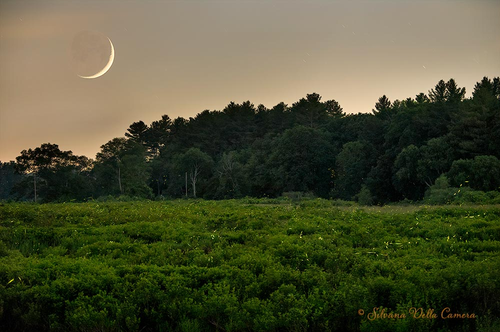 Fireflies and Crescent Moon