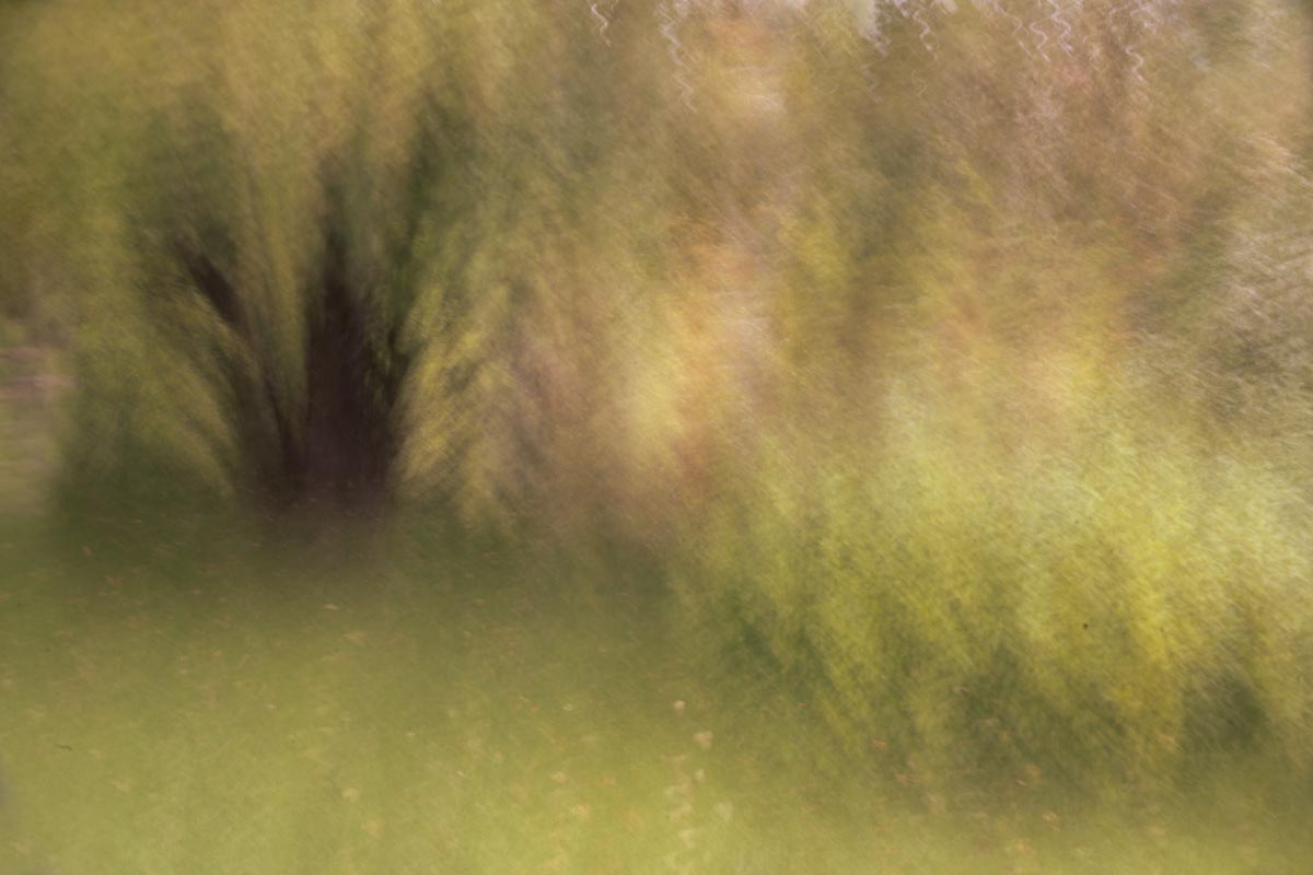 Photo Walk - ICM at Arnold Arboretum - June 26, 2026