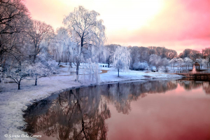 Infrared photography at Larz Anderson Park Brookline MA during photo walk.