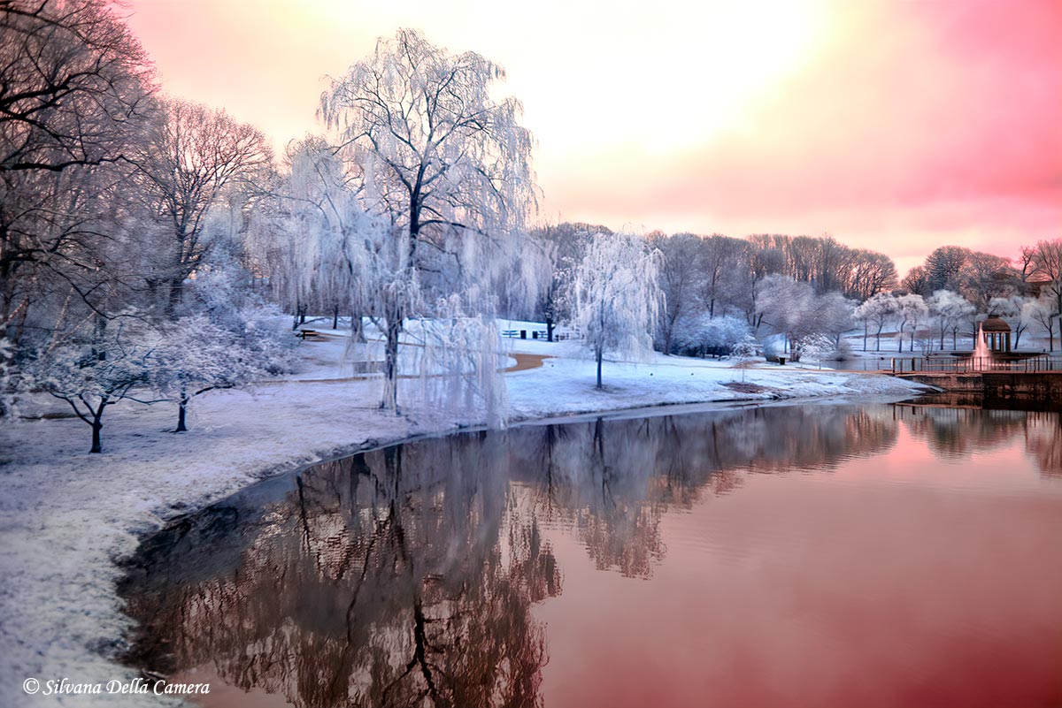 Photo Walk - Larz Anderson in Infrared - July 17, 2026