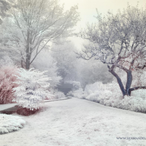 Infrared Photography Coaching