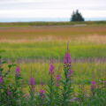 Alaskan landscape