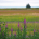 Alaskan landscape