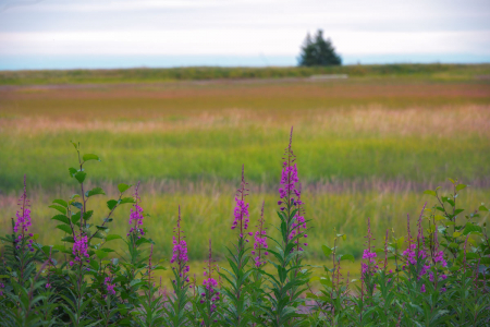Alaskan landscape