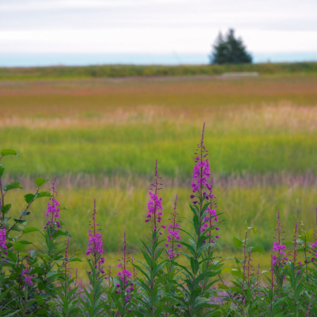 Alaskan landscape