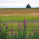 Alaskan landscape