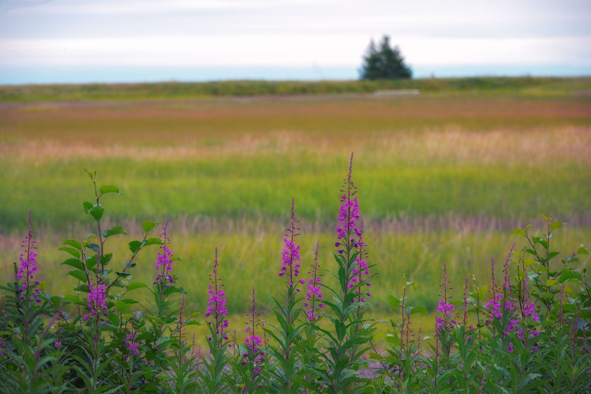 Alaskan landscape
