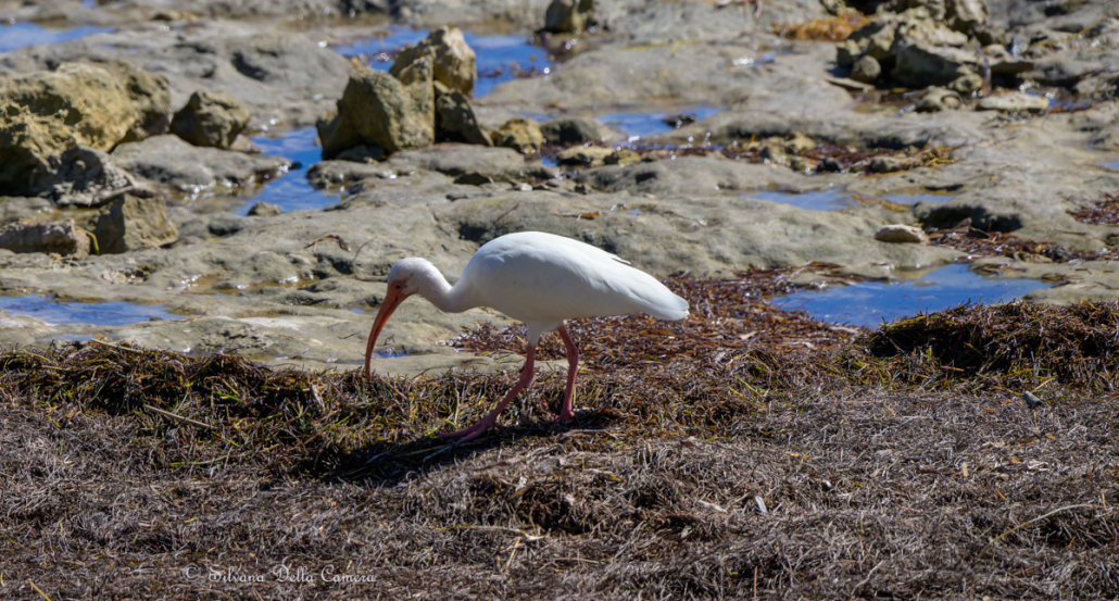 Florida winged beauty